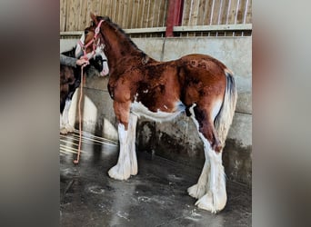 Shire / Shire Horse, Stallone, Puledri
 (01/2024), 185 cm, Baio ciliegia