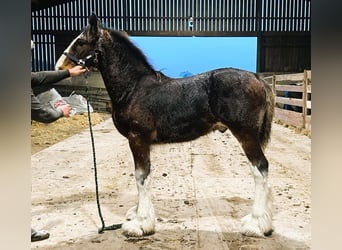 Shire / Shire Horse, Stallone, 