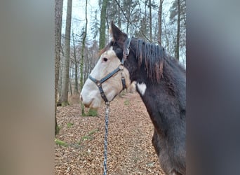 Shire, Hengst, 1 Jaar, 146 cm, Bruin