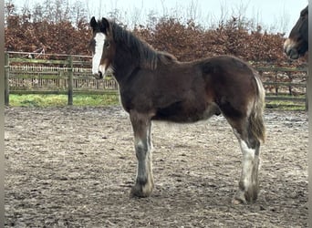 Shire, Hengst, 1 Jaar, 180 cm, Bruin