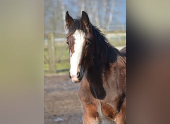 Shire, Hengst, 1 Jaar, 180 cm, Bruin