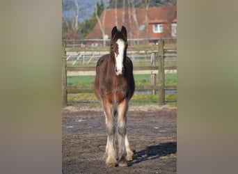 Shire, Hengst, 1 Jaar, 180 cm, Bruin