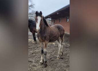 Shire, Hengst, 1 Jaar, 180 cm, Bruin