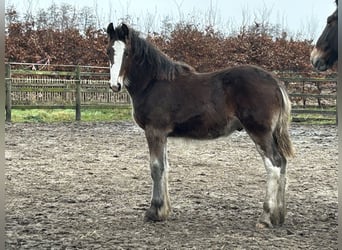 Shire, Hengst, 1 Jaar, 180 cm, Bruin