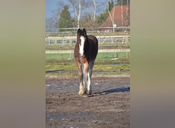 Shire, Hengst, 1 Jaar, 180 cm, Bruin