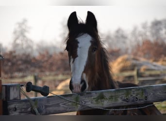 Shire, Hengst, 1 Jaar, 180 cm, Bruin