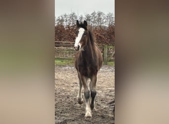 Shire, Hengst, 1 Jaar, 180 cm, Bruin