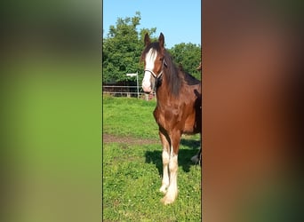 Shire, Hengst, 1 Jaar, 180 cm, Bruin