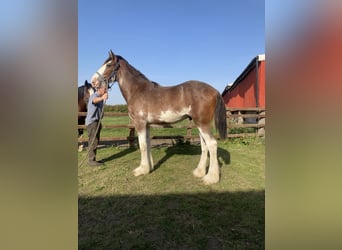 Shire, Hengst, 1 Jaar, 183 cm, Roan-Red
