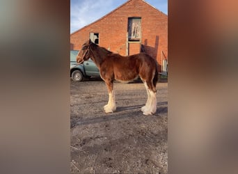 Shire, Hengst, 1 Jaar, 183 cm, Roodbruin