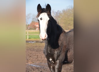 Shire, Hengst, 1 Jaar, 185 cm, Zwart