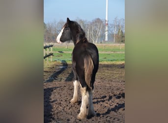 Shire, Hengst, 1 Jaar, 185 cm, Zwart