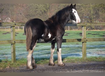 Shire, Hengst, 1 Jaar, 185 cm, Zwart