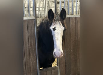 Shire, Hengst, 1 Jaar, 185 cm, Zwart