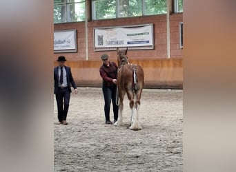 Shire, Hengst, 1 Jaar, Bruin