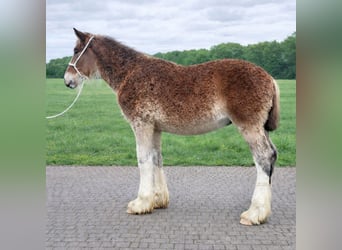 Shire, Hengst, 1 Jaar, Bruin