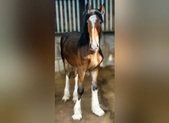 Shire, Hengst, 1 Jaar