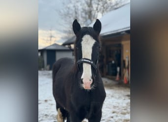 Shire, Hengst, 1 Jaar, Zwart