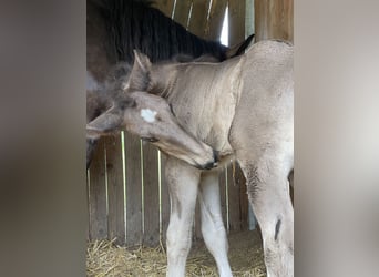 Shire, Hengst, 2 Jaar, 175 cm, Zwart