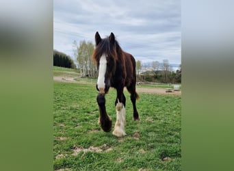 Shire, Hengst, 2 Jaar, 185 cm, Bruin