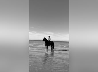 Shire, Hengst, 4 Jaar, 174 cm, Donkerbruin