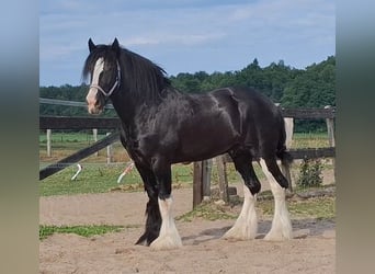 Shire, Hengst, 6 Jaar, 184 cm, Zwart