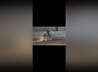 Shire, Hengst, 7 Jaar, 185 cm, kan schimmel zijn