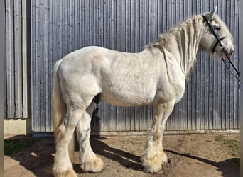 Shire, Hengst, 9 Jaar, 194 cm, Schimmel