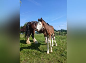 Shire, Hengst, veulen (04/2024), 146 cm, Bruin