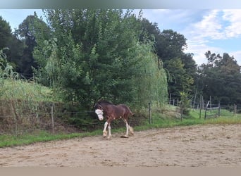 Shire, Hengst, veulen (04/2024), 146 cm, Bruin