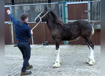 Shire Horse, Hengst, Fohlen (06/2024)