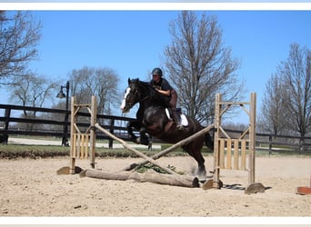 Shire Horse, Caballo castrado, 10 años, 168 cm, Negro