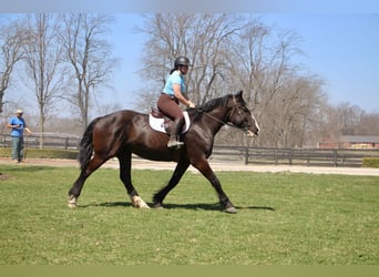 Shire Horse, Caballo castrado, 10 años, 168 cm, Negro