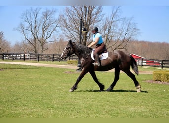 Shire Horse, Caballo castrado, 10 años, 168 cm, Negro