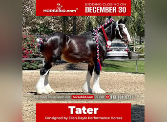 Shire Horse, Caballo castrado, 10 años, 173 cm, Castaño rojizo