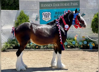 Shire Horse, Caballo castrado, 10 años, 173 cm, Castaño rojizo