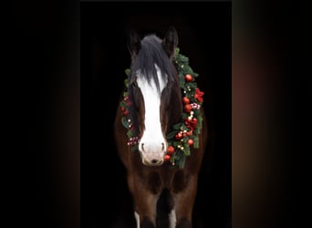 Shire Horse, Caballo castrado, 10 años, 186 cm, Castaño