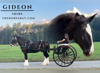 Shire Horse, Caballo castrado, 11 años, Negro