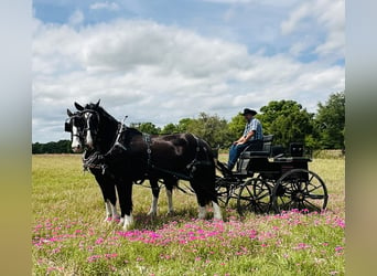 Shire Horse Mestizo, Caballo castrado, 12 años, 180 cm, Negro