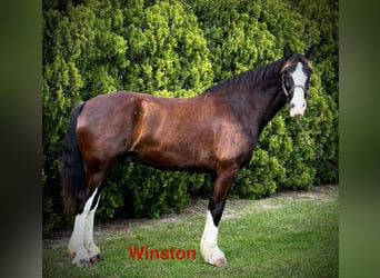 Shire Horse Mestizo, Caballo castrado, 12 años, 180 cm, Negro