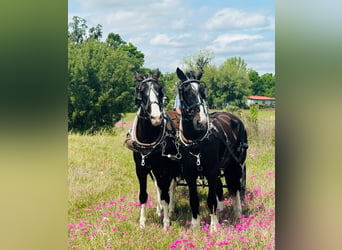 Shire Horse Mestizo, Caballo castrado, 12 años, 180 cm, Negro