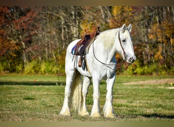 Shire Horse, Caballo castrado, 12 años, 183 cm, White/Blanco