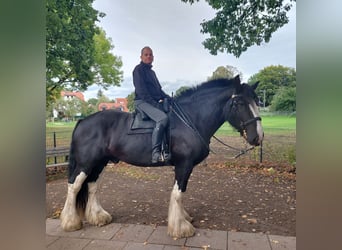 Shire Horse, Caballo castrado, 12 años, 184 cm, Negro