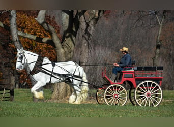 Shire Horse, Caballo castrado, 13 años, 183 cm, White/Blanco