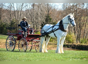 Shire Horse, Caballo castrado, 13 años, 183 cm, White/Blanco