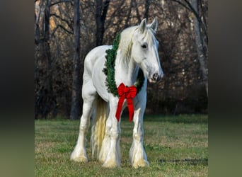 Shire Horse, Caballo castrado, 13 años, 183 cm, White/Blanco