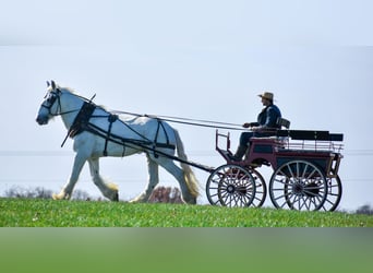 Shire Horse, Caballo castrado, 13 años, 183 cm, White/Blanco