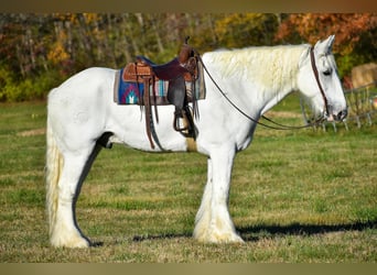 Shire Horse, Caballo castrado, 13 años, 183 cm, White/Blanco