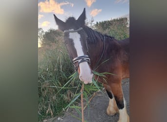 Shire Horse, Caballo castrado, 14 años, 176 cm, Castaño
