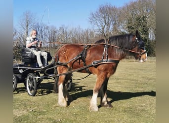 Shire Horse, Caballo castrado, 14 años, 190 cm, Castaño oscuro